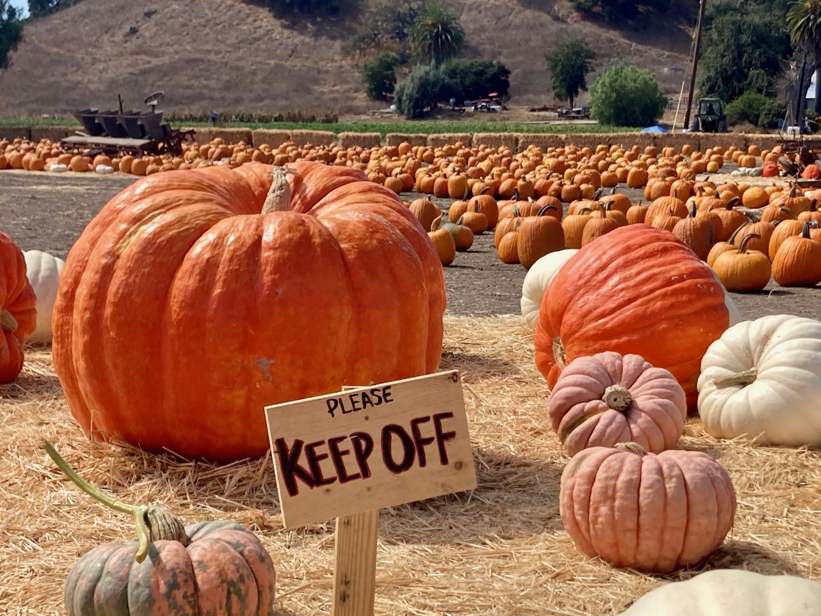 101421 Solvang Pumpkin 1.jpg